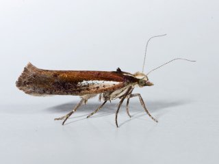 White-shouldered Smudge (Ypsolopha parenthesella)