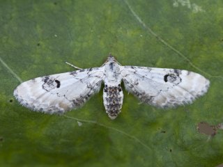 Lime-speck Pug (Eupithecia centaureata)