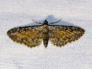 Tawny Speckled Pug (Eupithecia icterata)