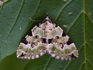 Green Carpet (Colostygia pectinataria)