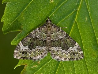 Beech-green Carpet (Colostygia olivata)