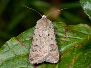 Pale Mottled Willow (Caradrina clavipalpis)