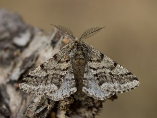 Brindled Beauty (Lycia hirtaria)