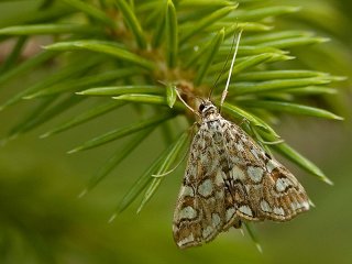 Brown China-mark (Elophila nymphaeata)