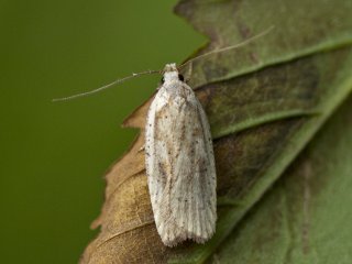 Dark-fringed Flat-body (Agonopterix nervosa)