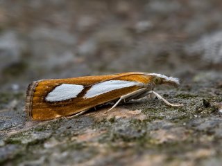 Pearl Grass-veneer (Catoptria pinella)