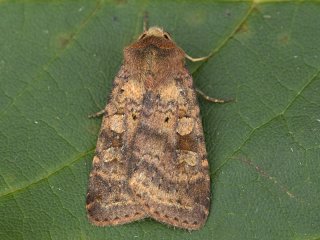 Barred Chestnut (Diarsia dahlii)