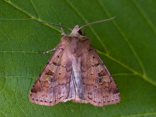 Ingrailed Clay (Diarsia mendica)