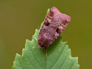 Purple Clay (Diarsia brunnea)