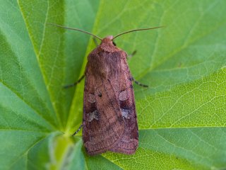 Small Square-spot (Diarsia rubi)