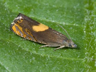 Broad-blotch Drill (Dichrorampha alpinana)