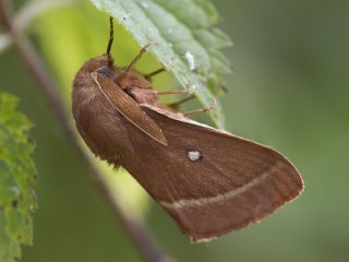 Grass Eggar (Lasiocampa trifolii)