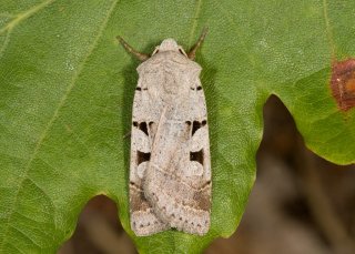 Autumnal Rustic (Eugnorisma glareosa)