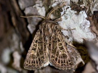 Hvitribbet åkerfly (Tholera decimalis)