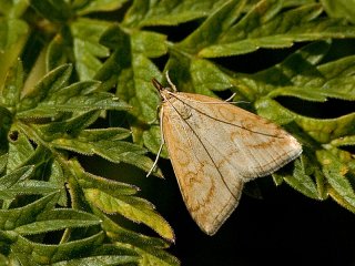 Pale Straw Pearl (Udea lutealis)