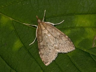 Dusky Pearl (Udea prunalis)