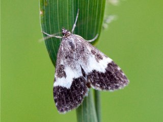 Båndengmott (Udea hamalis)