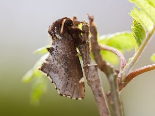 Scarce Prominent (Odontosia carmelita)