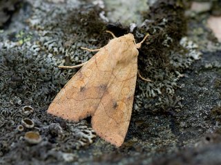 Angle-striped Sallow (Enargia paleacea)