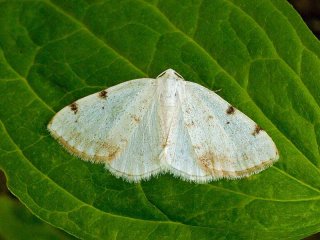 White-pinion Spotted (Lomographa bimaculata)