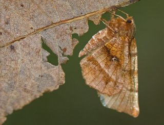 Early Thorn (Selenia dentaria)