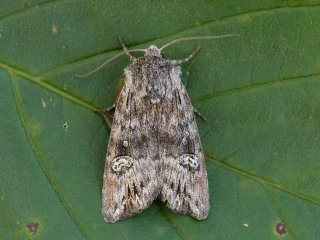 Golden-rod Brindle (Xylena solidaginis)