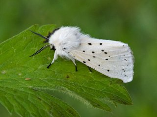 White Ermine (Spilosoma lubricipeda)