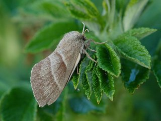 Fox Moth (Macrothylacia rubi)