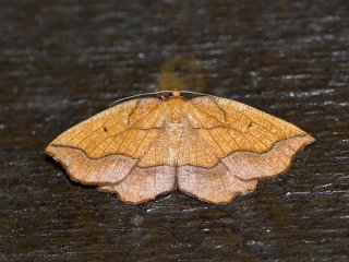 Bordered Beauty (Epione repandaria)