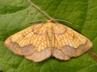 Dark Bordered Beauty (Epione vespertaria)