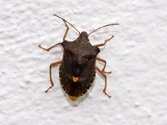 Forest bug (Pentatoma rufipes)