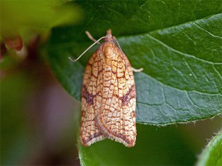 Rhomboid Tortrix (Acleris rhombana)