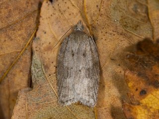 Ashy Button (Acleris sparsana)