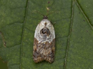 Garden Rose Tortrix (Acleris variegana)