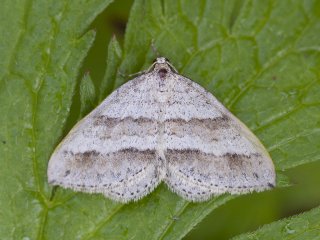 Linjelundmåler (Mesotype parallelolineata)