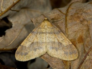 Scarce Umber (Agriopis aurantiaria)