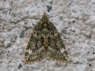 Red-green Carpet (Chloroclysta siterata)