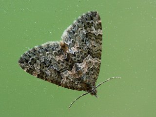 Autumn Green Carpet (Chloroclysta miata)