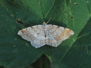 Tawny-barred Angle (Macaria liturata)