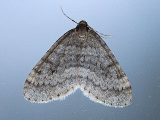 Winter Moth (Operophtera brumata)