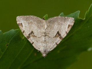 The V-Moth (Macaria wauaria)