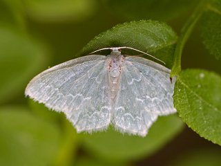 Blåbærbladmåler (Jodis putata)