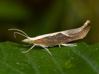 Honeysuckle Moth (Ypsolopha dentella)