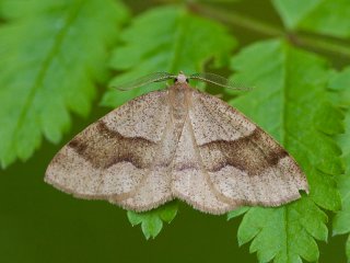 Barred Umber (Plagodis pulveraria)