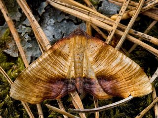 Scorched Wing (Plagodis dolabraria)