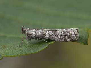 Dark Pine Knot-horn (Dioryctria abietella)