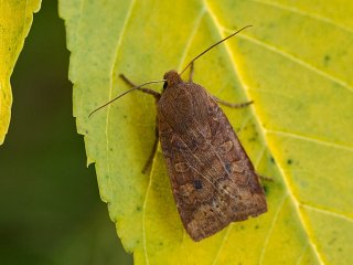 The Chestnut (Conistra vaccinii)