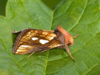 Gold Spot (Plusia festucae)