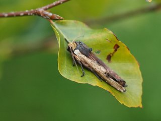 Red Sword-grass (Xylena vetusta)