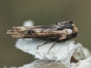 Sword-grass (Xylena exsoleta)